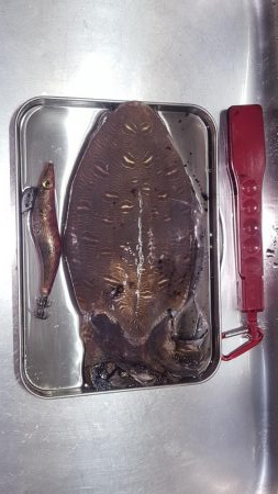 久々の陸っぱりエギング(コウイカ狙い)