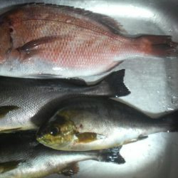 雨　時々　イサギ