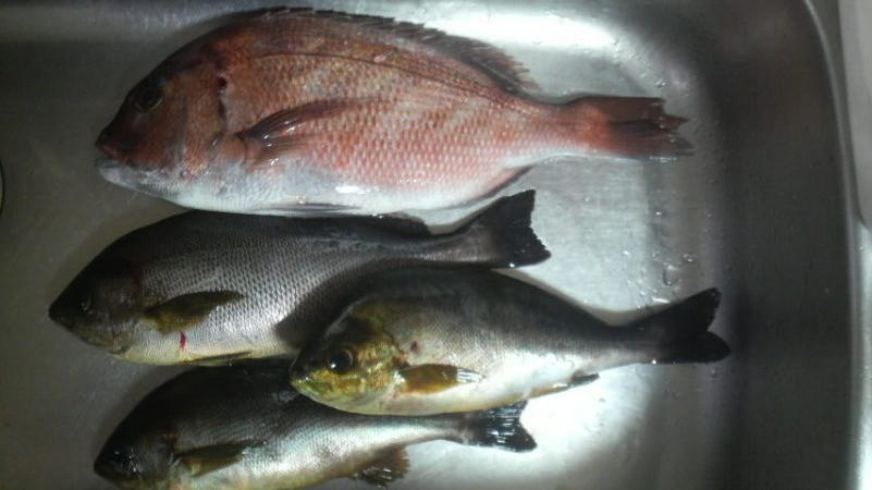 雨　時々　イサギ