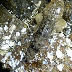 リリースサイズ