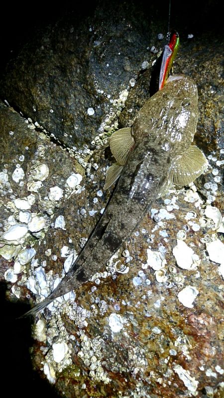 リリースサイズ