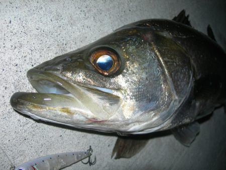 強烈な水面爆発で楽しませてくれるパワフルな…