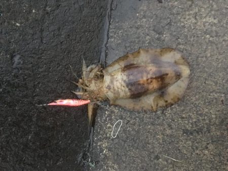 アオリイカエギング