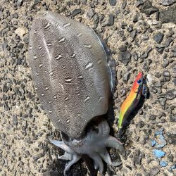 春イカエギング