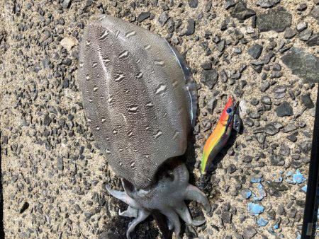 春イカエギング