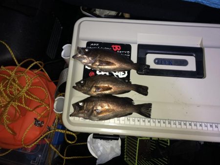 アジは諦めて…