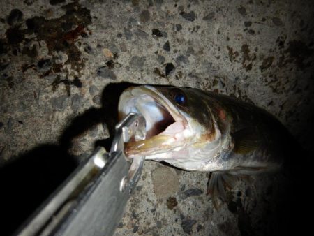 まだいけるかな