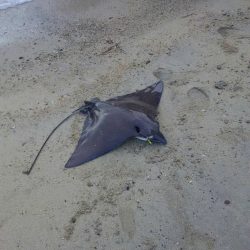 タチウオリベンジ