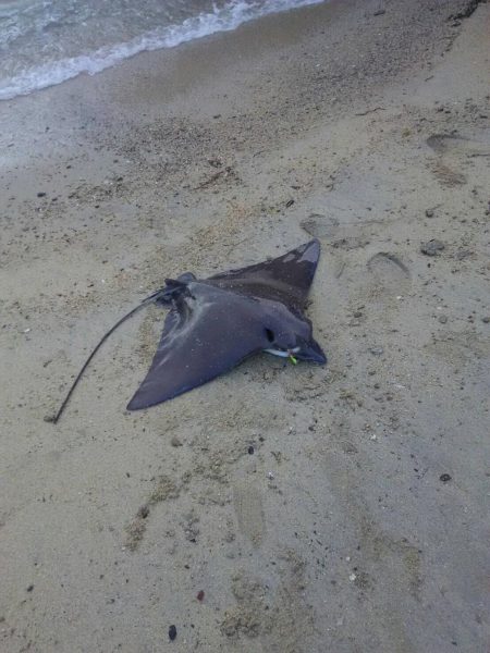 タチウオリベンジ