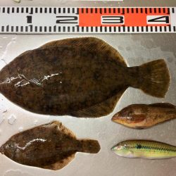 初カレイが釣れました