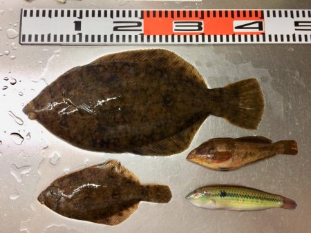 初カレイが釣れました