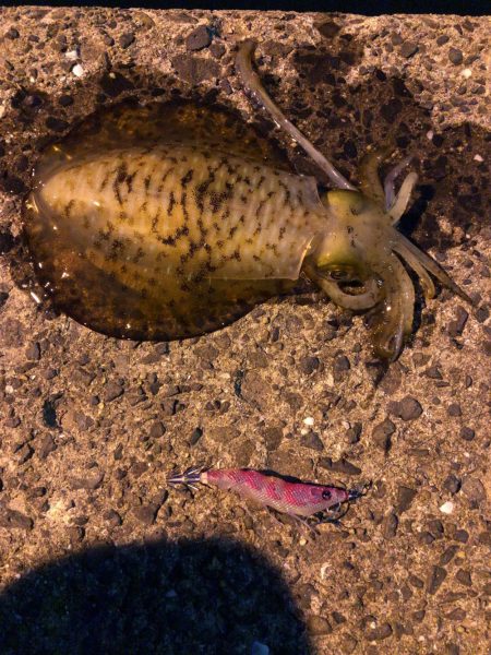 春イカエギング