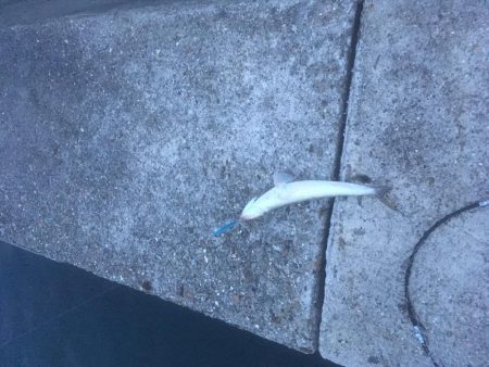 津田南波止で大型エソ