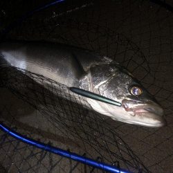 サーフシーバス