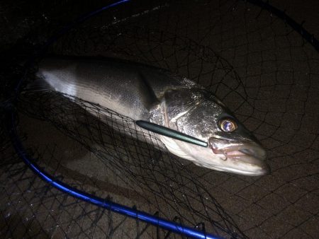 サーフシーバス