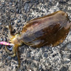 春イカエギング