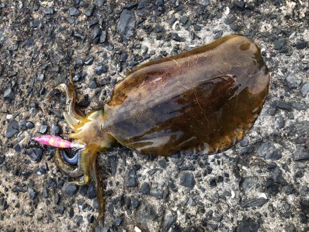 春イカエギング