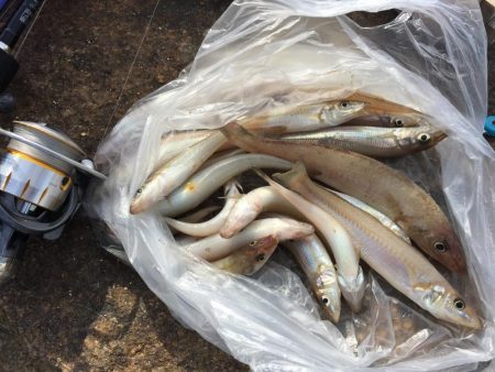 数は伸びたがサイズが…