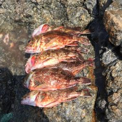 春イカからのガシリング