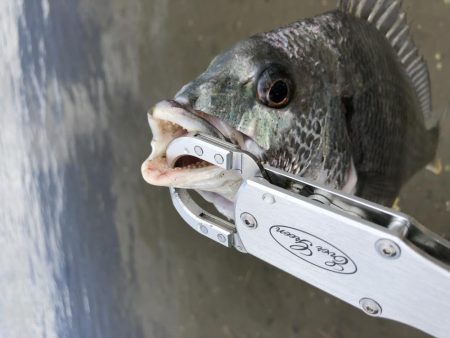 チヌボーンボン