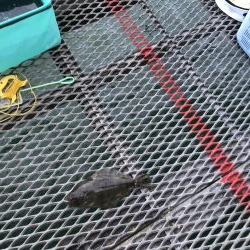 デカヒラメを求めて