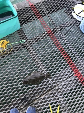 デカヒラメを求めて