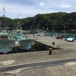 カタクチイワシ サバ