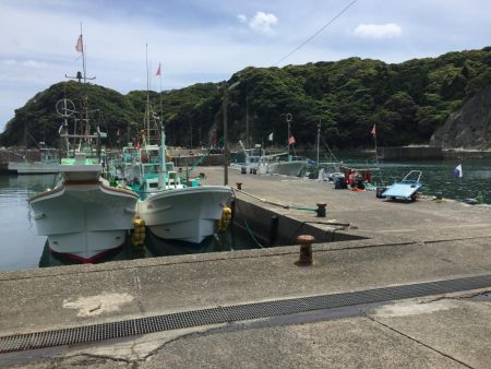 カタクチイワシ サバ