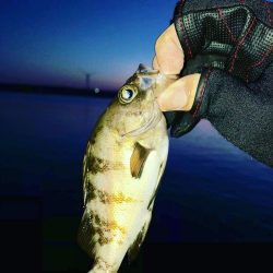 ナイトメバリング秋田火力