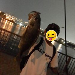 シーバス バチ抜け調査でキビレ