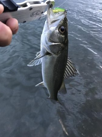 今年初！デイシーバス