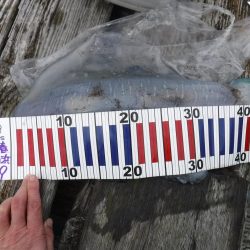 アジのブッコミ