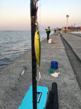 青物釣果