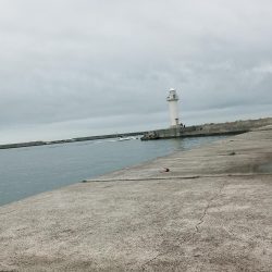 久しぶりの釣果