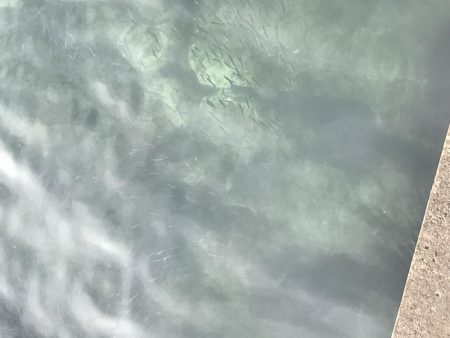 アジングからの〜