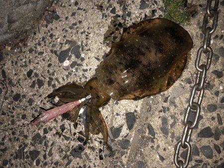 春イカエギング