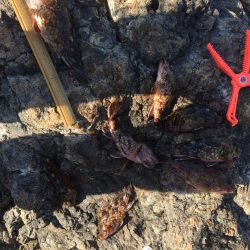 烏賊 不発からのオカズ釣り