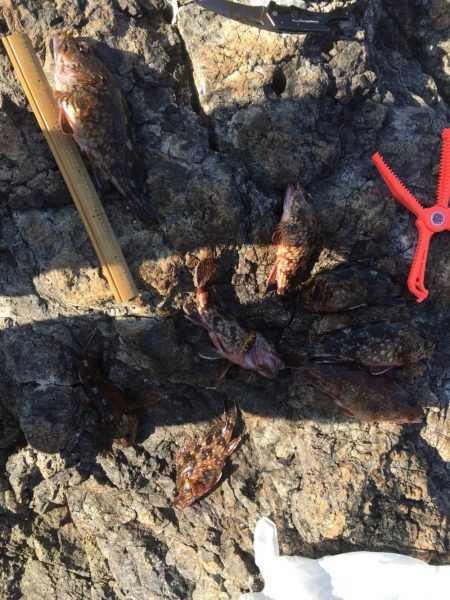 烏賊 不発からのオカズ釣り