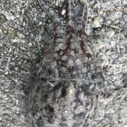 本命ではないですが