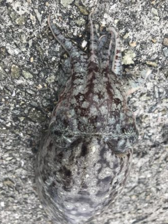 本命ではないですが