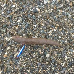 大神子で本命のエソ2