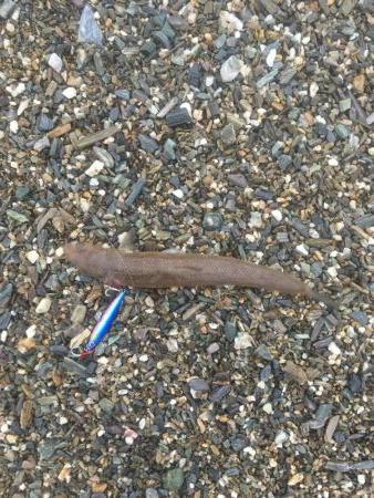 大神子で本命のエソ2