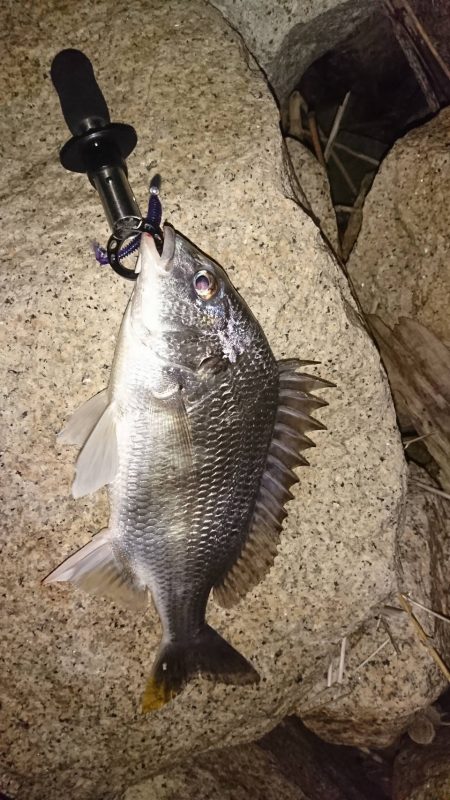 雨上がりチニング