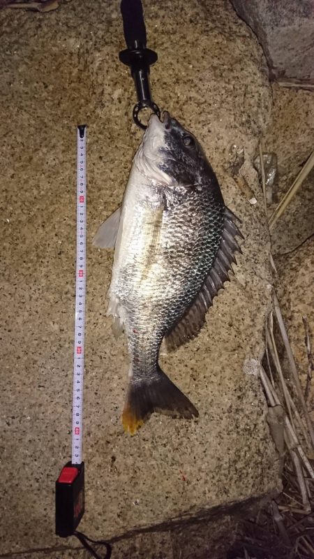 シーズン開幕？