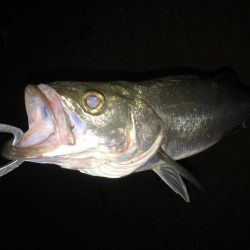 雨が降ってもそれでも釣りに行く