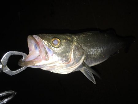 雨が降ってもそれでも釣りに行く