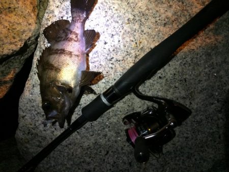 力をつけたメバル