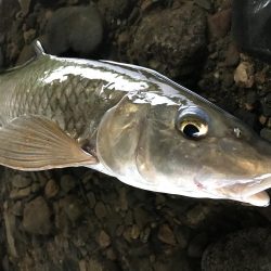 バス釣りよりニゴイ