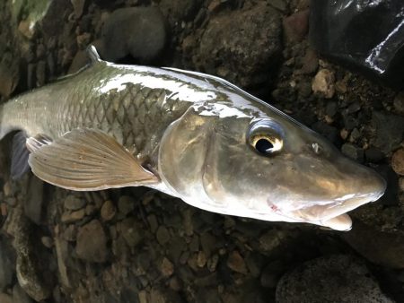 バス釣りよりニゴイ