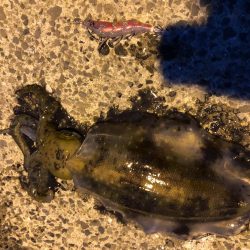 やっぱりエギング